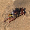 Shore Crab