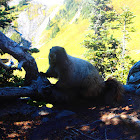 Hoary marmot