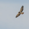 Swainson's Hawk