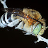Blue banded bee