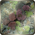 Underwater LWP Free logo