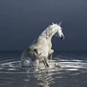 Horse in the Sea Live Wallpape logo