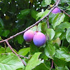 Pflaume/Plums