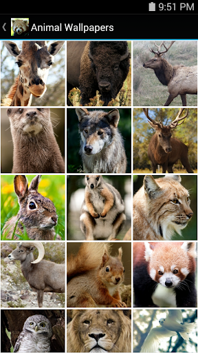 Animal Wallpapers