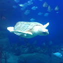 Loggerhead turtle