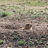  Blacktail Prairie Dog