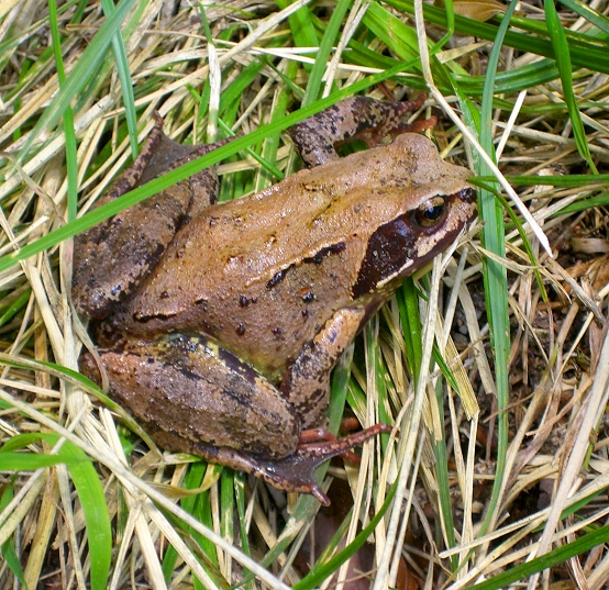 Common frog / Grasfrosch