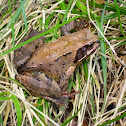 Common frog / Grasfrosch