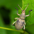 Weevil