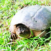 Common snapping turtle