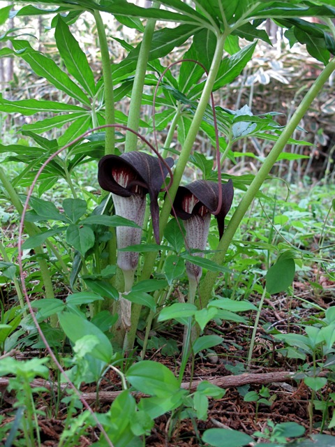 Japanese 'Jack in the Pulpit'