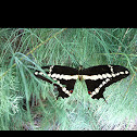 Western Giant Swallowtail butterfly