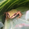 Sierran Treefrog in Cabbage