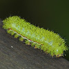 Lo Moth Caterpillar