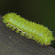 Lo Moth Caterpillar