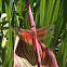 Flame Skimmer Dragonfly