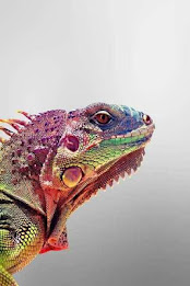 Chameleon Puzzle poster 3