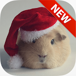 Cover Image of डाउनलोड Hamster Wallpapers 1.0 APK