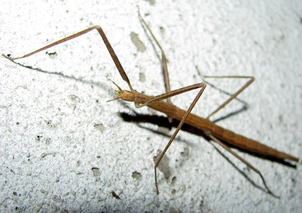 Stick insect,Bicho pau | Project#N# Noah