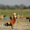 Brahminy Shelduck