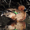 Cinnamon Teal