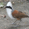 White-crested Laughingthrush, 白冠噪鹛