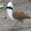 White-crested Laughingthrush, 白冠噪鹛