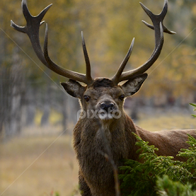 by Kristin Smestad - Animals Other