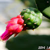 Velvet Opuntia