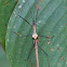 Phasmid Stick Insect