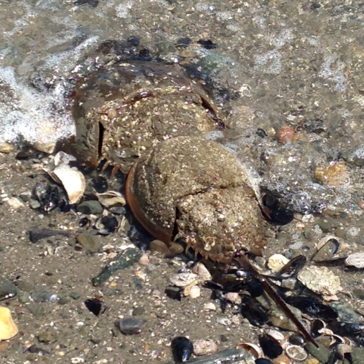 Atlantic Horseshoe Crab