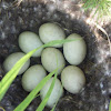 Mallard Duck (eggs and nest)
