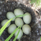 Mallard Duck (eggs and nest)