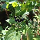 black nightshade - Small fruit