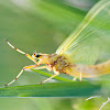 Golden mayfly