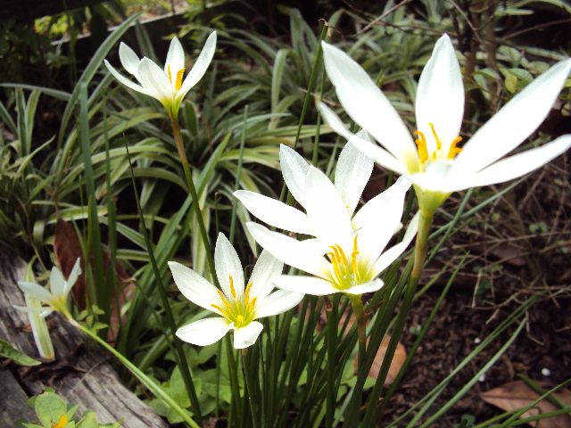 Fairy Lily/White Zephyr Lily/White Rain Lily