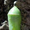 Monarch Chrysalis