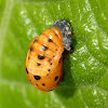 Seven-spotted ladybug (pupa)