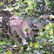 Long tail (crab-eating) macaque