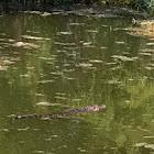 American alligator