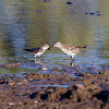 Sanderling and Sharp-tailed Sandpiper