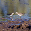 Sanderling and Sharp-tailed Sandpiper