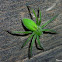 Green huntsman spider