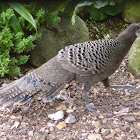 Grey Peacock-Pheasant