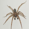 Funnelweb Weaver Spider