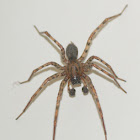 Funnelweb Weaver Spider