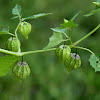 Wild cape gooseberry / pygmy groundcherry /native gooseberry