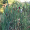 Cattail