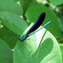 Ebony Jewelwing