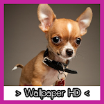 Chihuahua Wallpapers HD Apk
